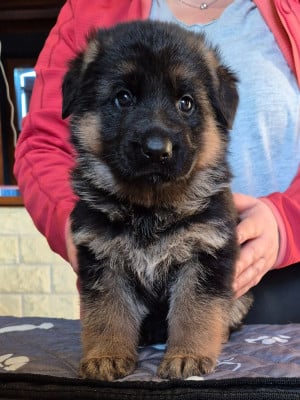 Les chiots de Berger Allemand