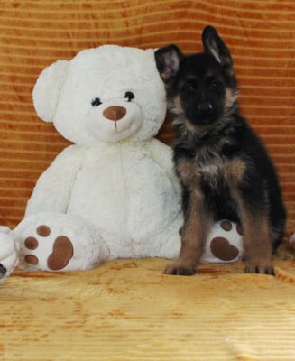 Les chiots de Berger Allemand