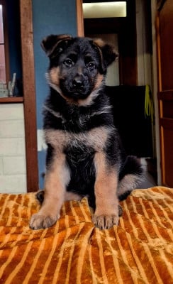 Les chiots de Berger Allemand