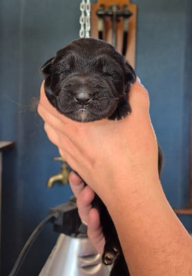 CHIOT 3 - Berger Allemand Poil Long