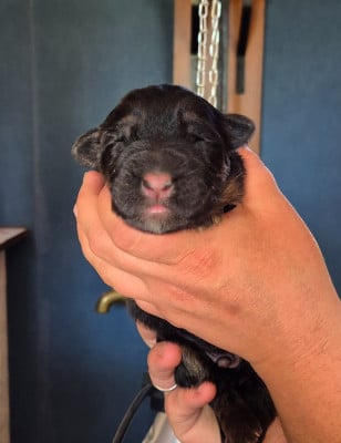 CHIOT 4 - Berger Allemand Poil Long