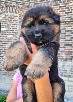 Les chiots de Berger Allemand Poil Long
