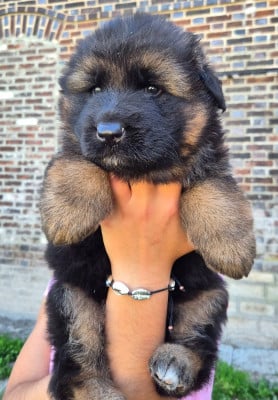 Les chiots de Berger Allemand Poil Long