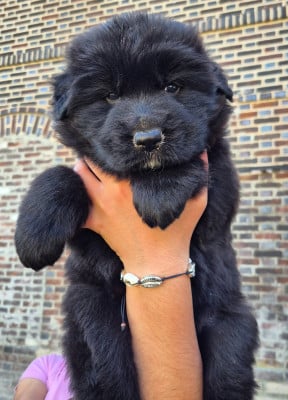 Les chiots de Berger Allemand Poil Long