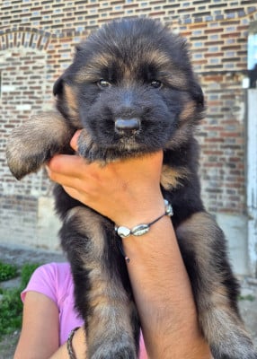 Les chiots de Berger Allemand Poil Long