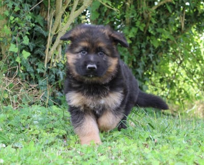 Les chiots de Berger Allemand Poil Long