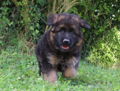 Les chiots de Berger Allemand Poil Long