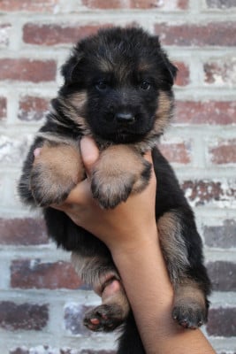 Les chiots de Berger Allemand