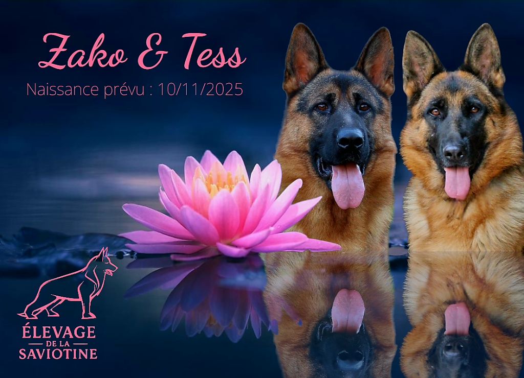 Berger Allemand - de la Saviotine