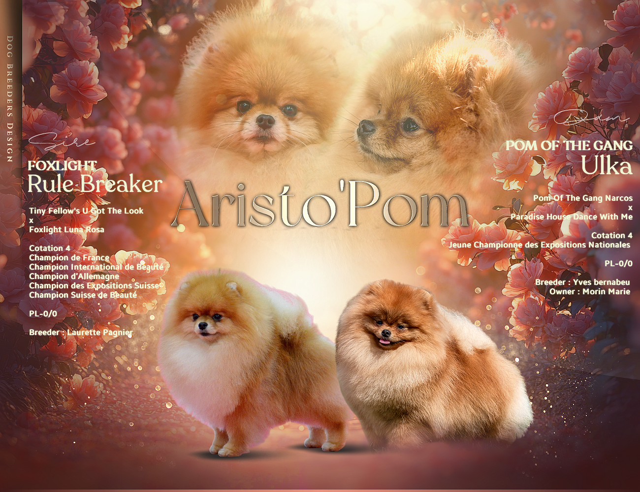 Chiot N°1 - Spitz allemand