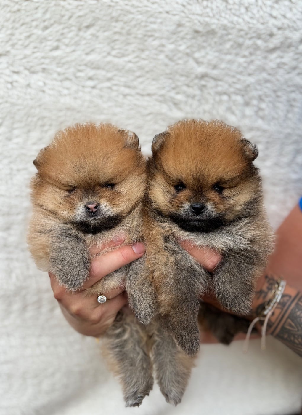 Chiot N°2