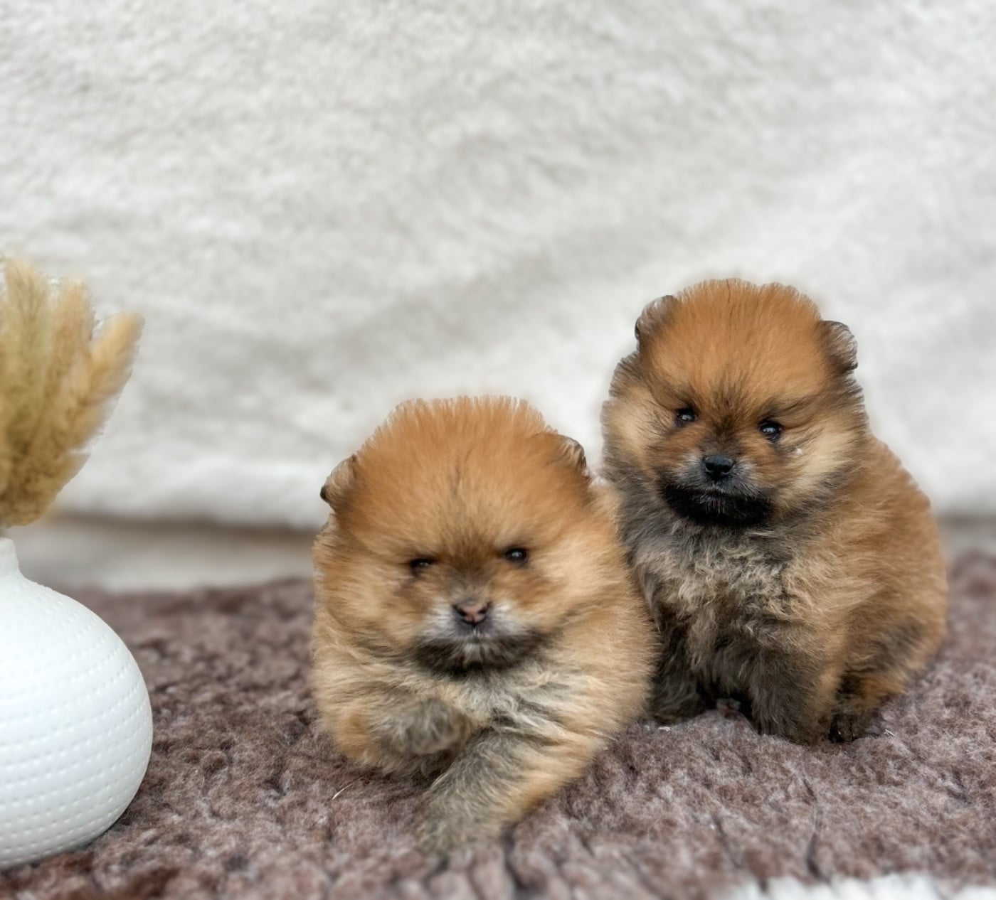 Chiot N°2
