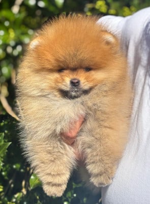 Les chiots de Spitz allemand