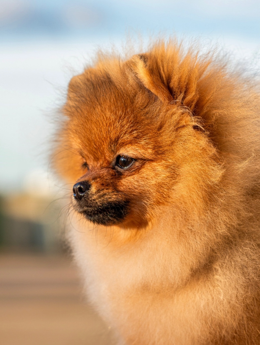 Aristo’Pom Alliah - 1 Très Prometteur, Meilleur baby