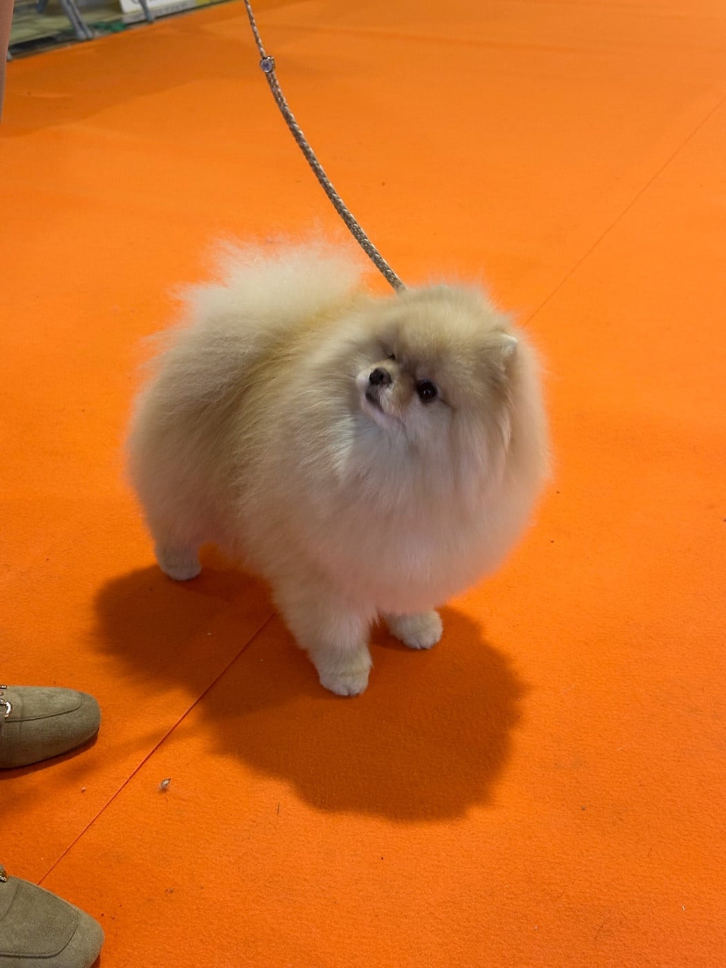 Rio De Sweety Fox - 1er Excellent, CAC, Meilleur de sexe opposé