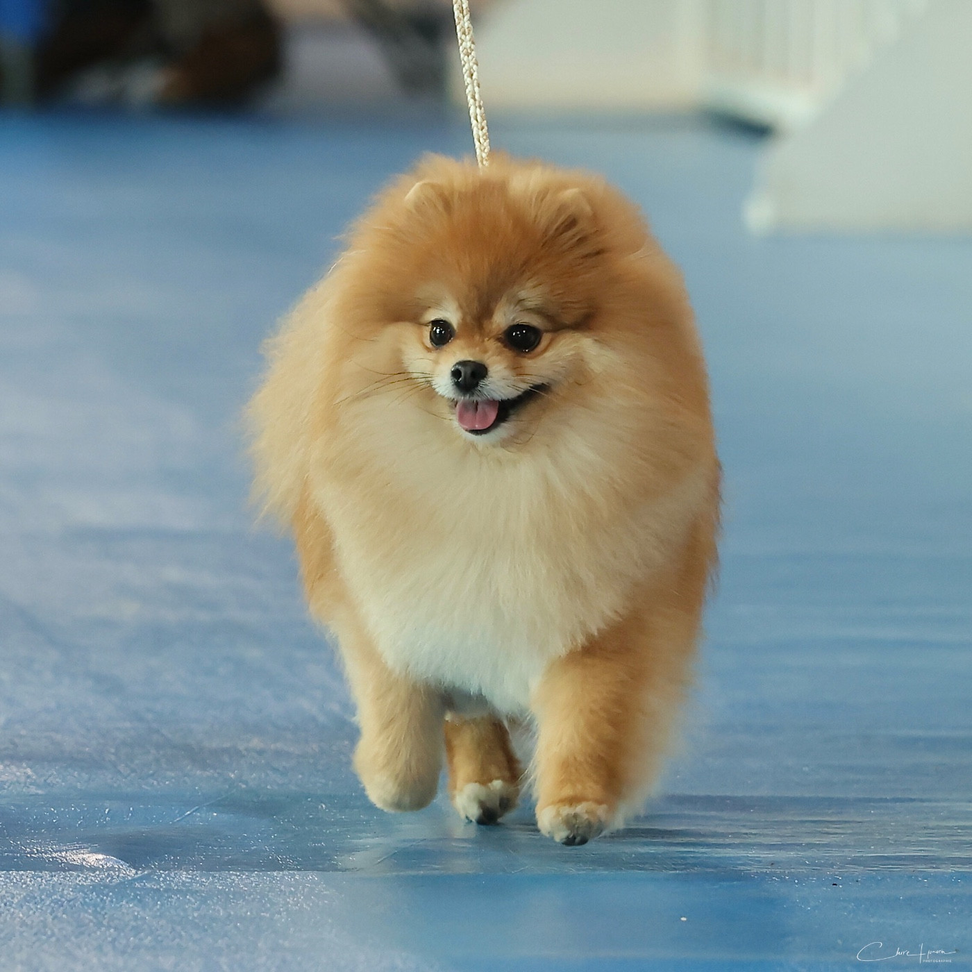 CH. Pom Of The Gang Chantilly - 1er EXC, BEST CHAMPION, BEST OF BREED, 3BIS CHAMPION
