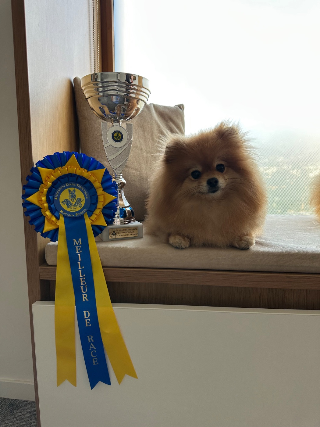 CH. Pom Of The Gang Chantilly - 1er EXC, CACS, BEST OF BREED