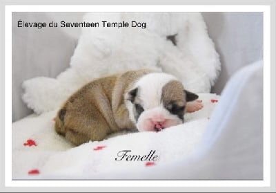 Bulldog Anglais - Du Seventeen Temple Dog
