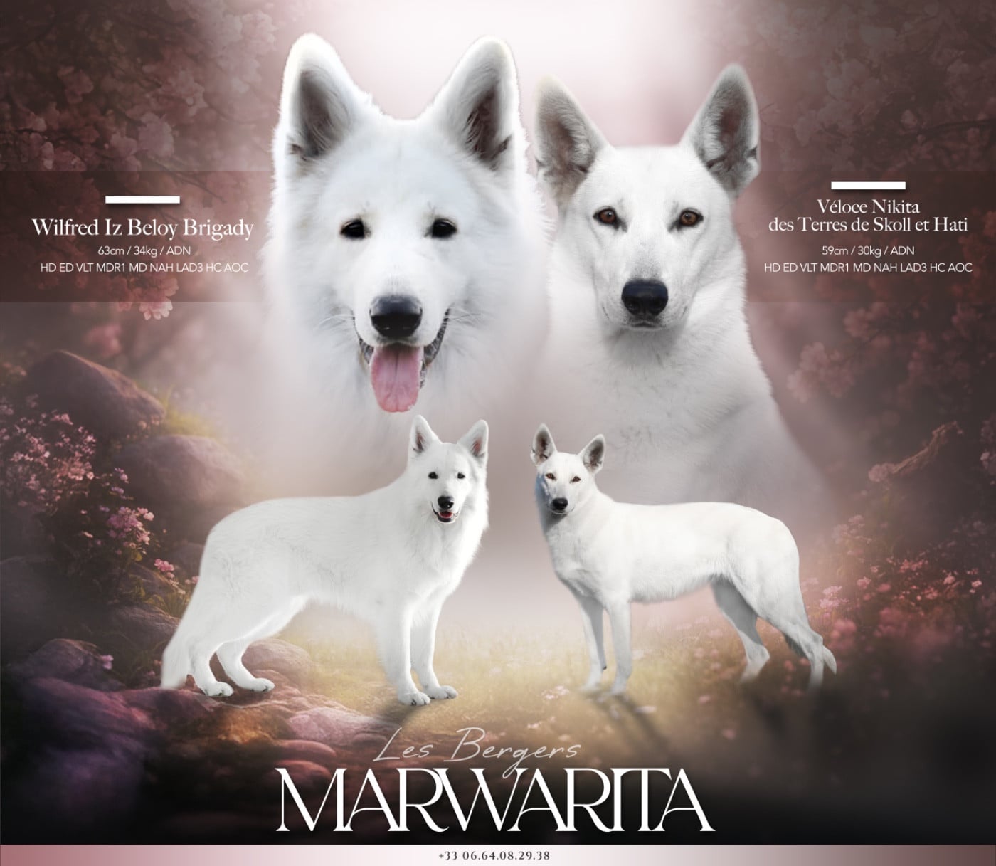 CHIOT 5 - Berger Blanc Suisse
