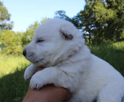 Les chiots de Berger Blanc Suisse