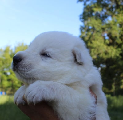 Les chiots de Berger Blanc Suisse