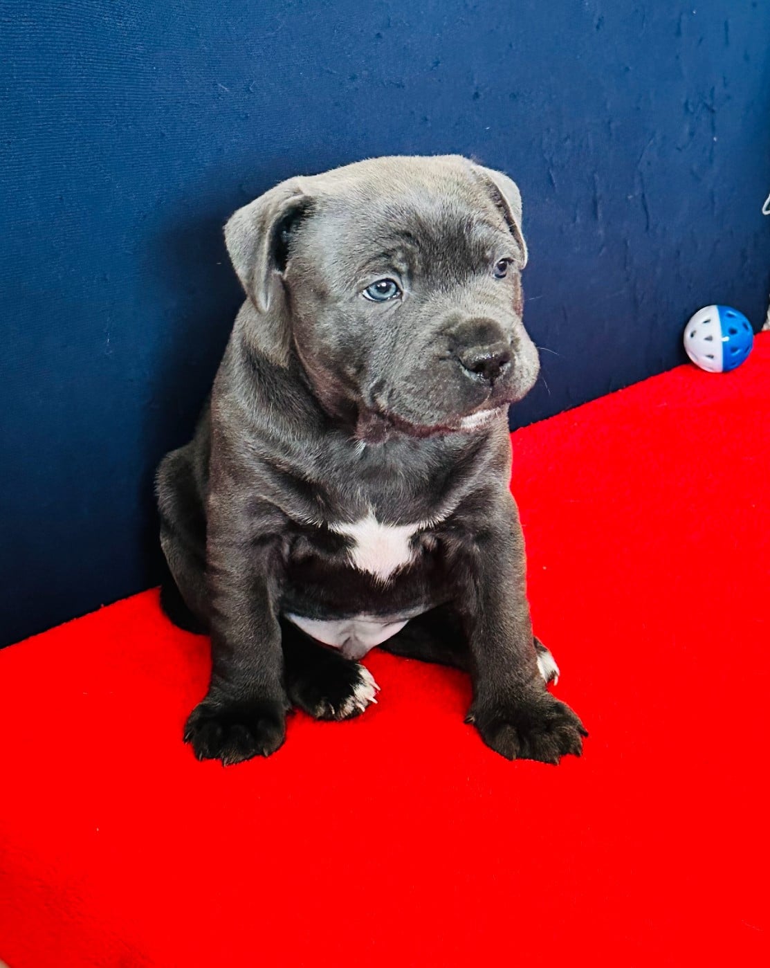 Staffordshire Bull Terrier - Pet Nanny