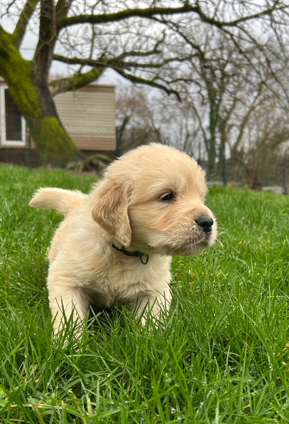 collier vert - Golden Retriever