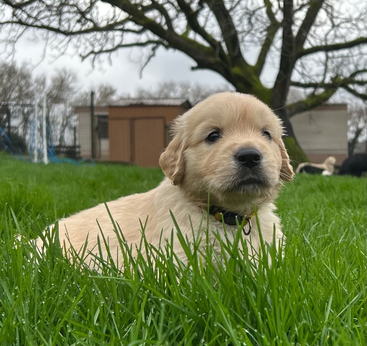 collier jaune - Golden Retriever