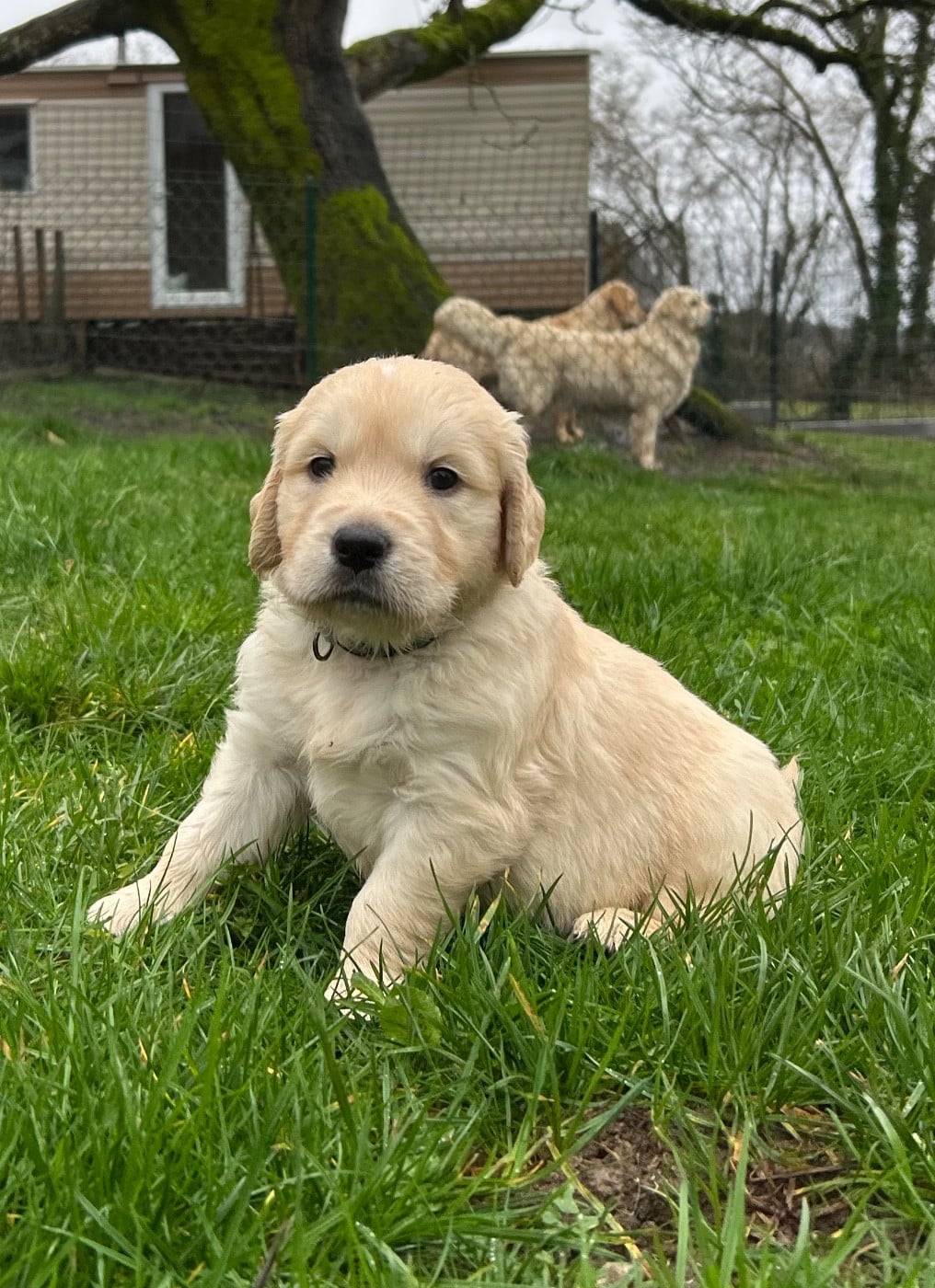 collier turquoise - Golden Retriever
