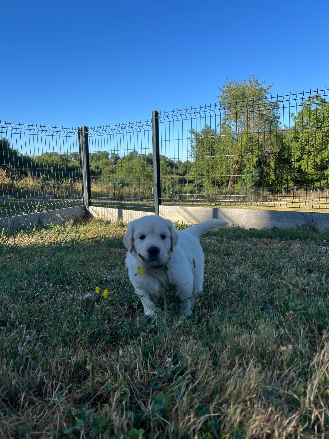 collier gris - Golden Retriever