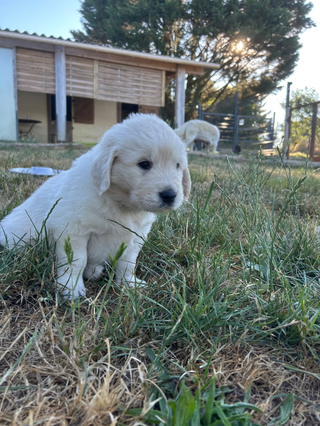 collier noir - Golden Retriever