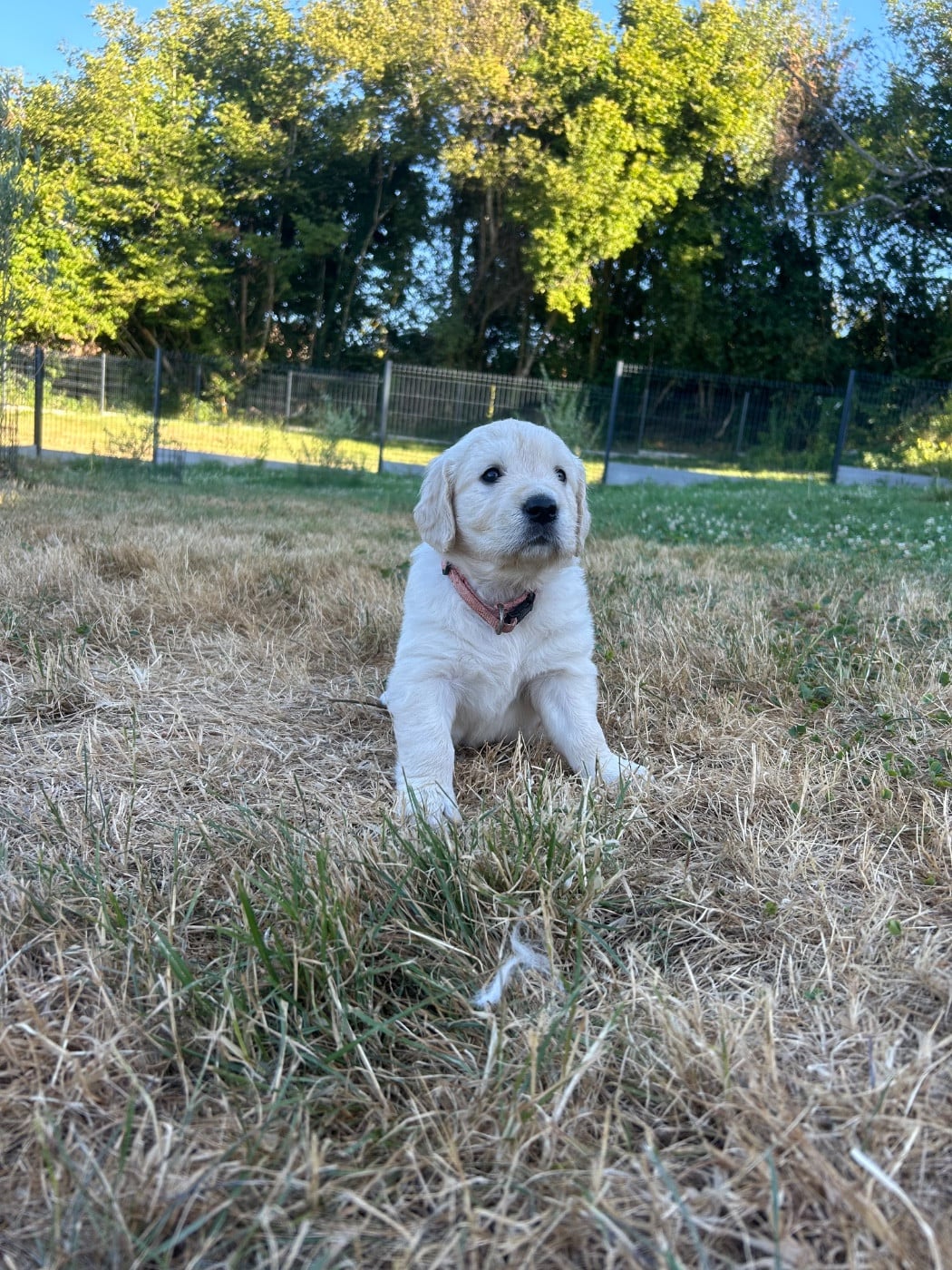 collier rose - Golden Retriever