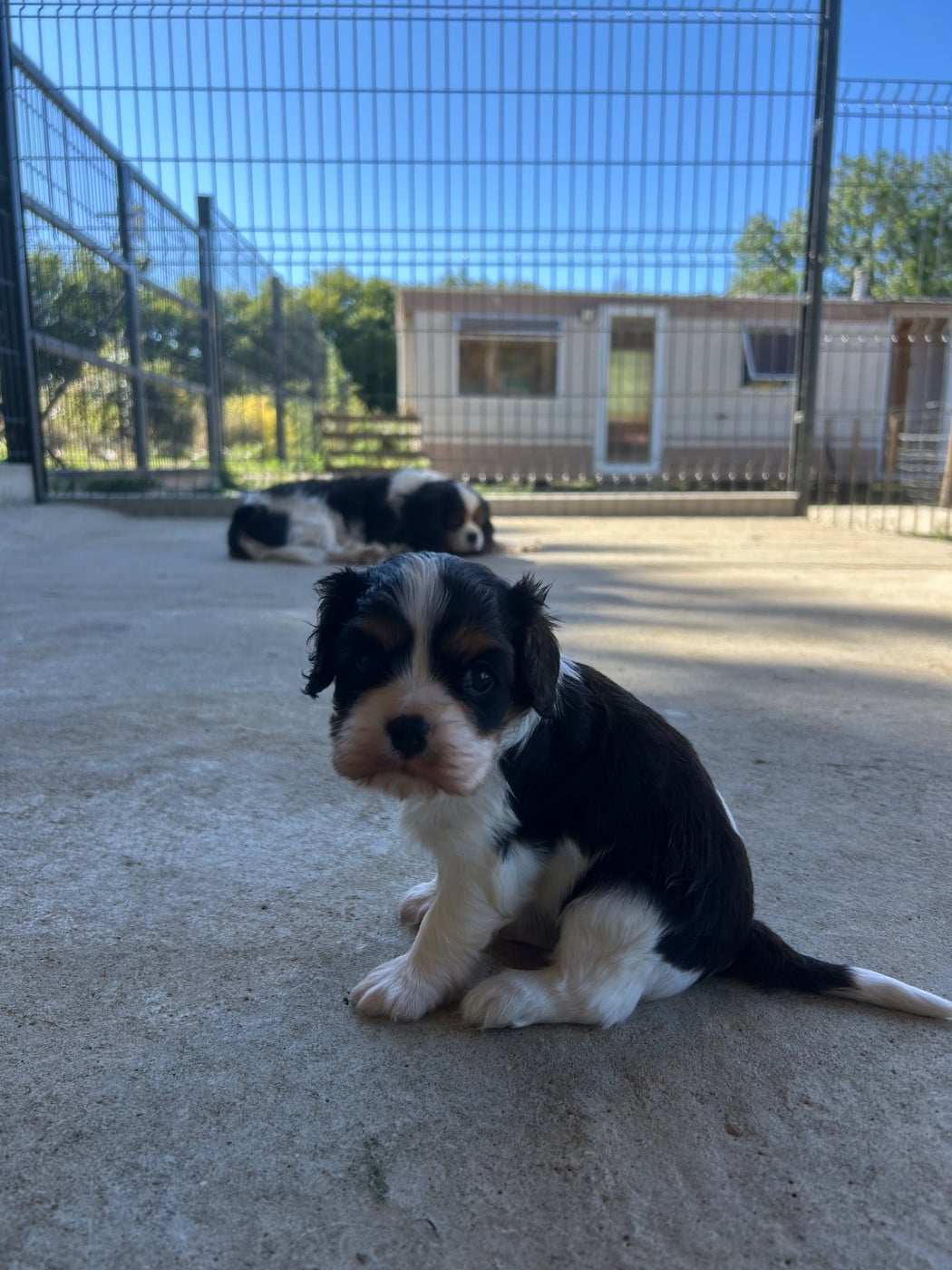 Chiot N°1
