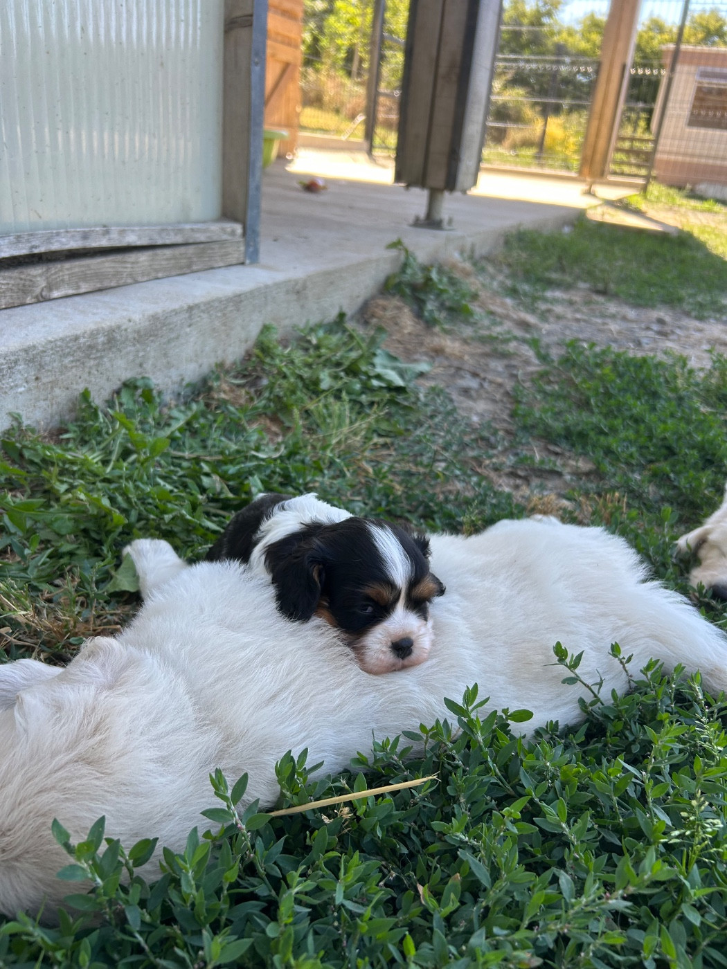 Chiot N°1