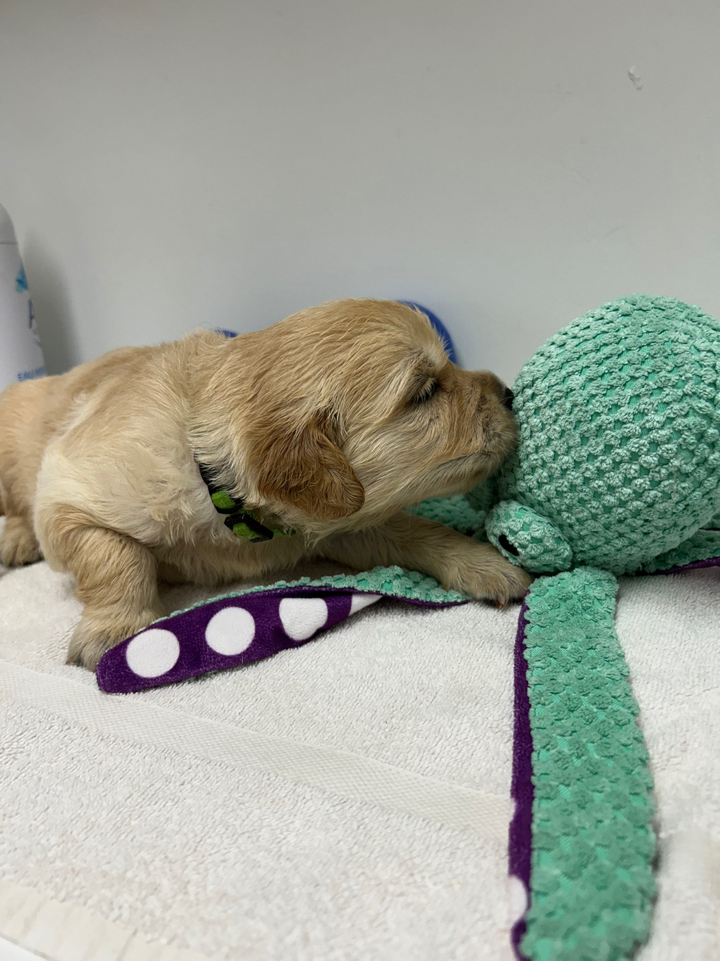 COLLIER VERT - Golden Retriever