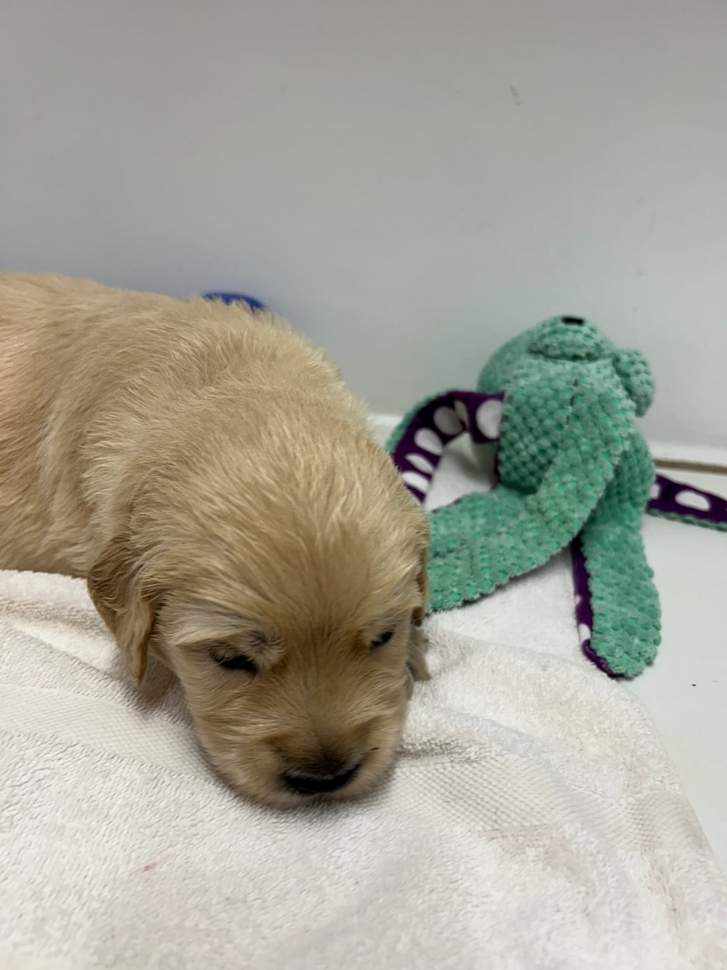 COLLIER JAUNE - Golden Retriever