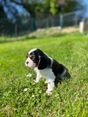 Les chiots de Cavalier King Charles Spaniel