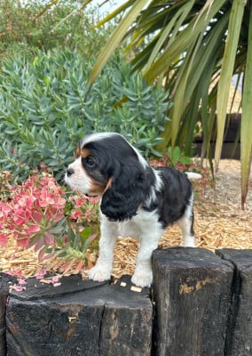 Les chiots de Cavalier King Charles Spaniel