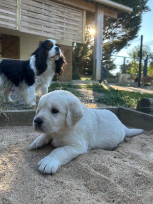 Les chiots de Golden Retriever