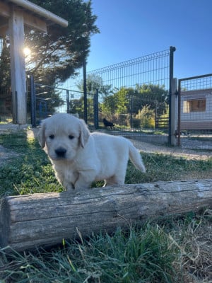 Les chiots de Golden Retriever