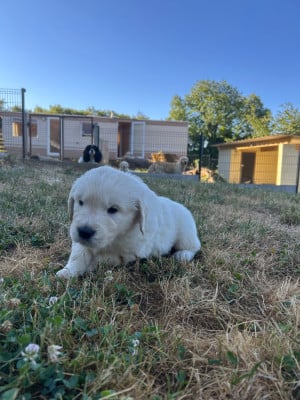 Les chiots de Golden Retriever