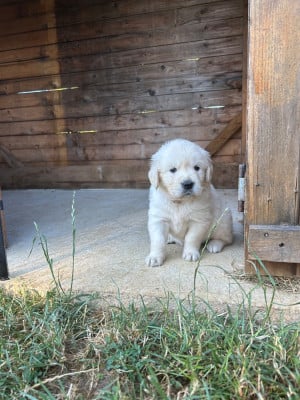 Les chiots de Golden Retriever