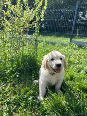 Les chiots de Golden Retriever