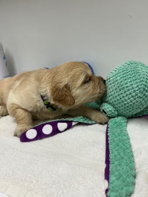 Les chiots de Golden Retriever