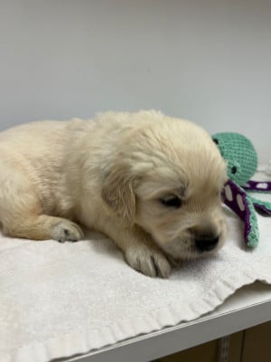 Les chiots de Golden Retriever