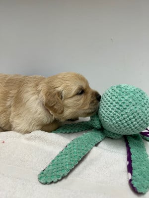 Les chiots de Golden Retriever