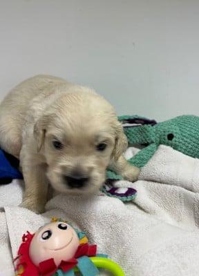 Les chiots de Golden Retriever