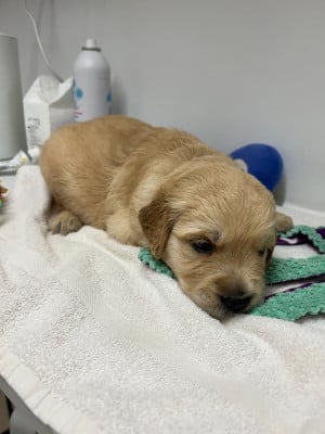 Les chiots de Golden Retriever