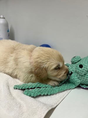 Les chiots de Golden Retriever