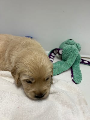 Les chiots de Golden Retriever
